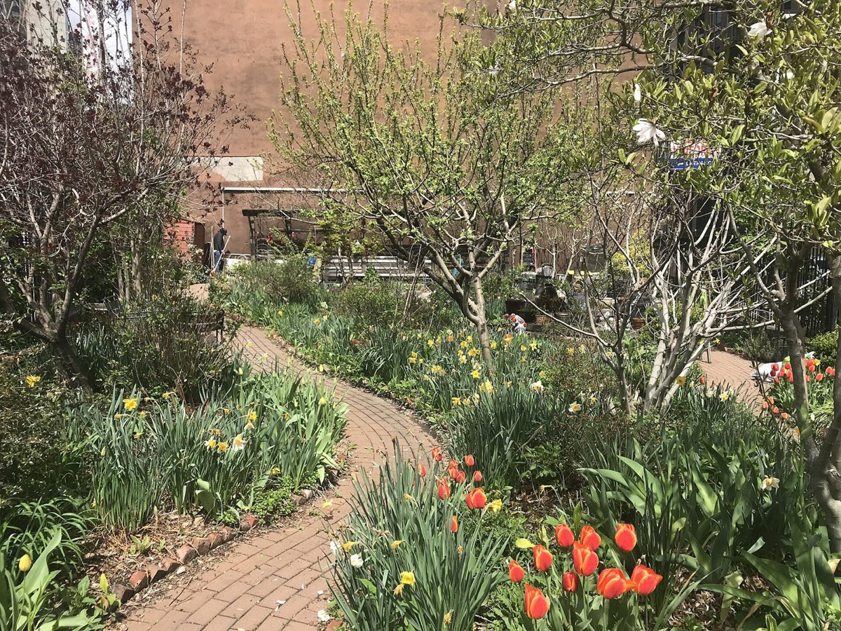 A brick path through a Brooklyn community garden with red tulips