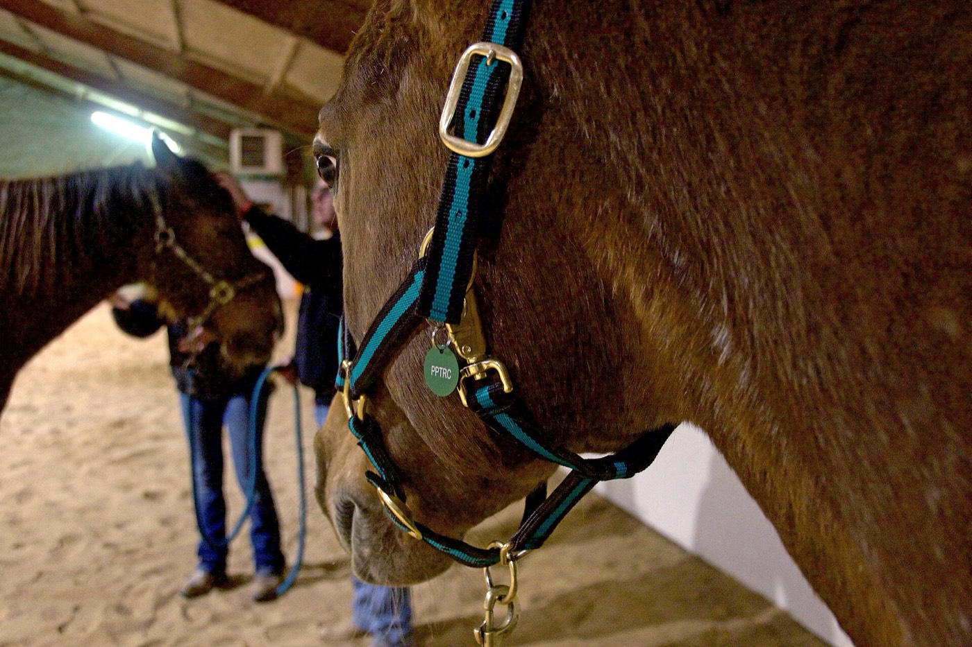 Close-up of a calm horse in a teal halter