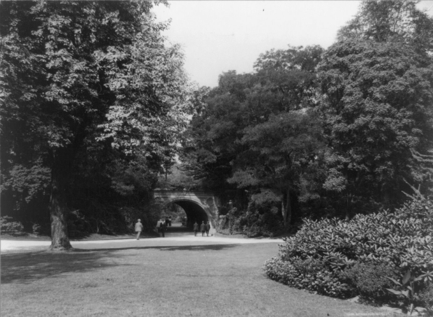 Archival photo of a tree-lined drive in Prospect Park, 1911