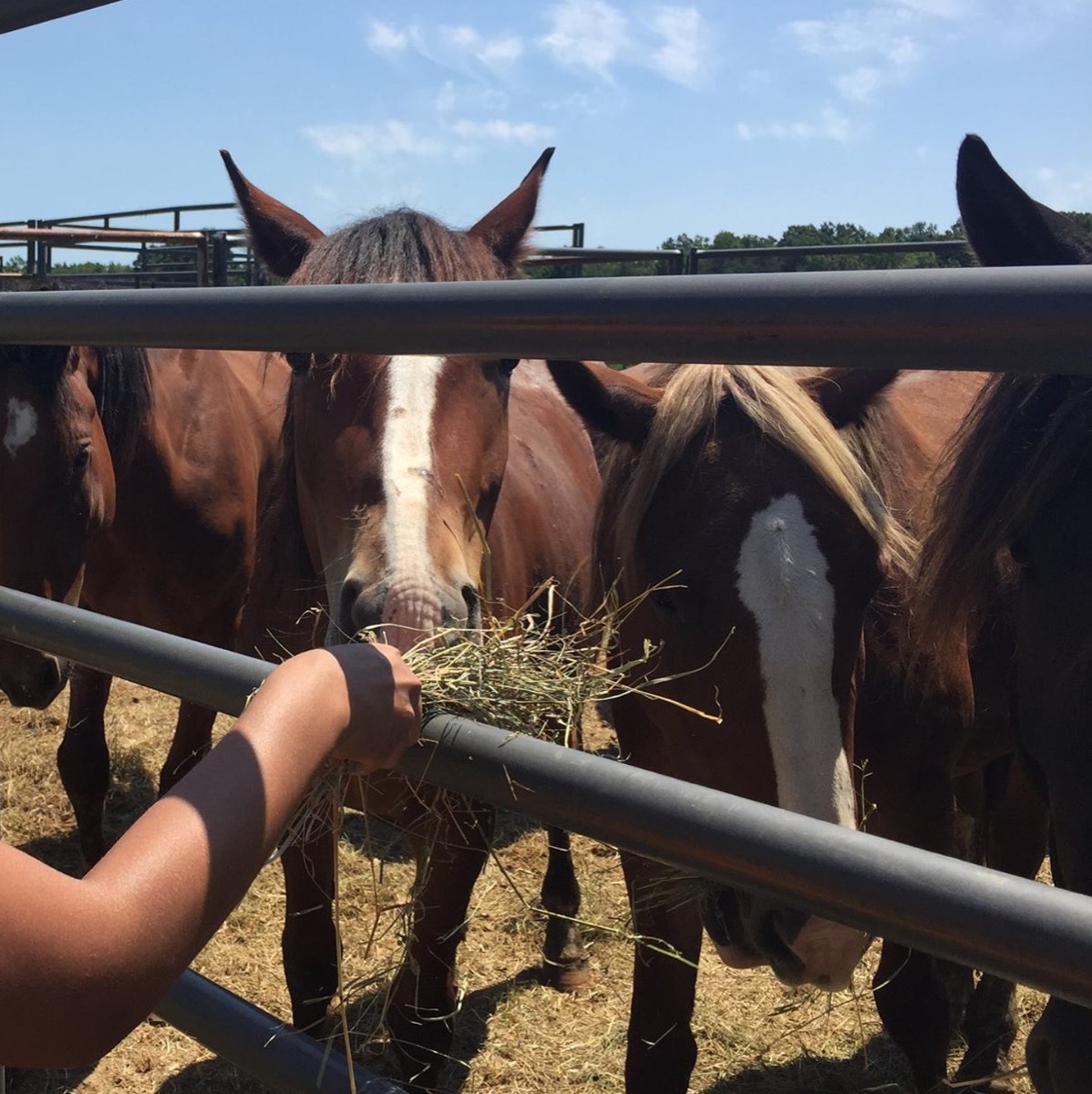 A child's hand offering hay to horses through a gate